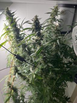 Six Shooter Auto - картинка 5