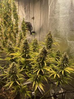 Lemon Z - картинка 2