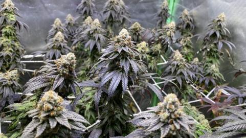 Kees' Old School Haze - картинка 3