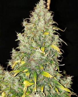 Critical Auto - картинка 3