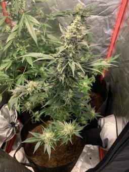 White Rhino - картинка 2