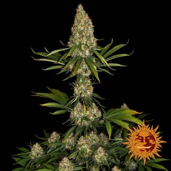 Strawberry Lemonade - картинка 2