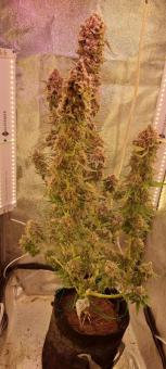 DC Kush - картинка 6