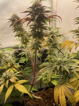 Fruity Chronic Juice - картинка 5