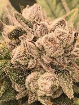 Auto Cherry Breath genetics - картинка 6