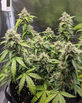 Skywalker Auto - картинка 2