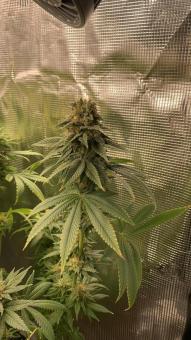 Gorilla Melon - картинка 1