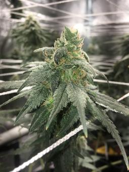 Honeybells CBD - картинка 2