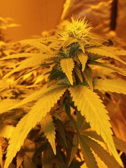 Misty Kush genetics - картинка 4