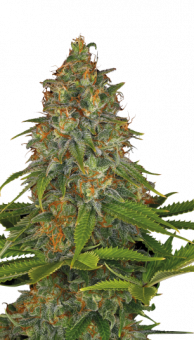 Strawberry AK - картинка 3