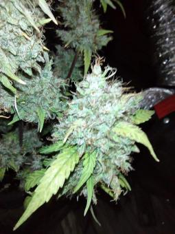 White Russian - картинка 5