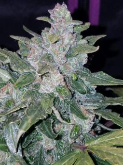 Pineapple Express Auto - картинка 2