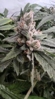 Critical Daddy Purple - картинка 1