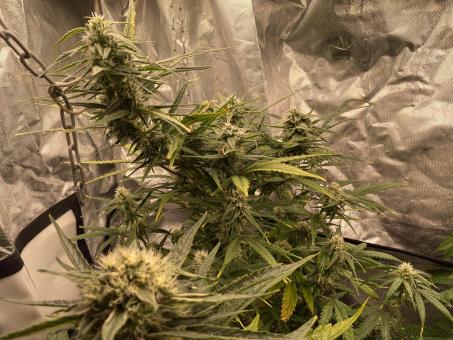 West Coast O.G. Auto - картинка 4