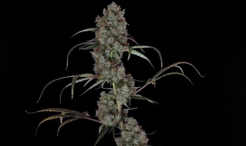 West Coast OG x Gelato Auto 41 - картинка 2