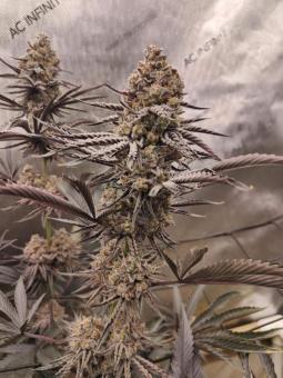 Buddha Gelato - картинка 6