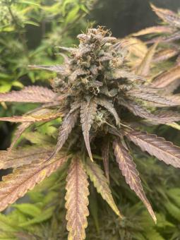 Jack 47 XL Auto - картинка 4