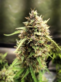 Blueberry Auto - картинка 5