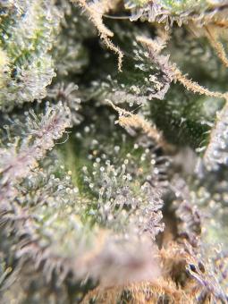 Lemon Skunk - картинка 5