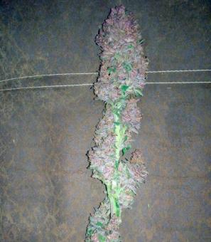 Bloody Skunk Auto - картинка 2