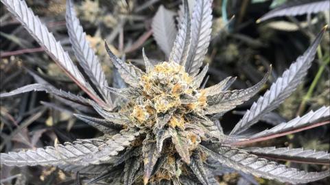 Marmalate - картинка 5