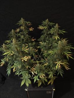Auto AK XXL genetics - картинка 2
