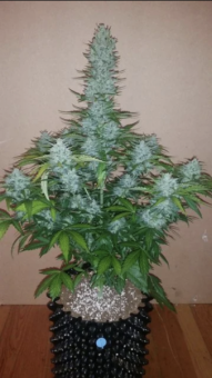 G14 Auto - картинка 8