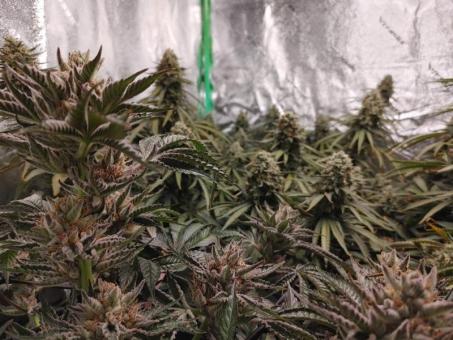 Auto Olympia - картинка 4