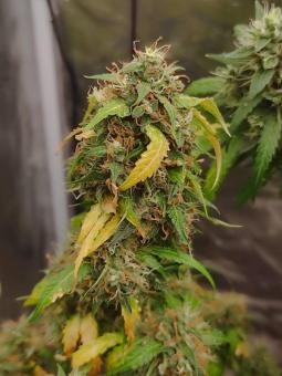 King's Juice Auto - картинка 6