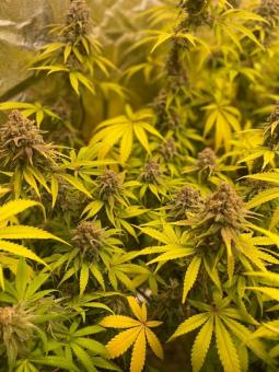 Moby Dick - картинка 3