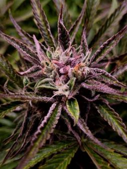 Buddha Auto Tangie - картинка 6