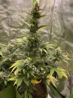 Lowryder autoreg (IBL) - картинка 3