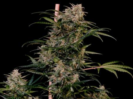 Auto AK Triple Haze - картинка 2