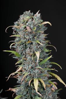 Big Devil #2 Auto - картинка 4