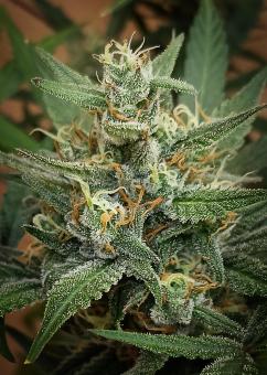 Jealousy Z XL Auto - картинка 6