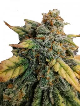 King’s Kush Auto - картинка 1