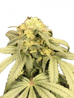 Karel's Dank - картинка 1