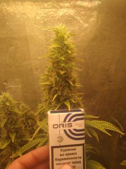 White Widow Auto - картинка 4