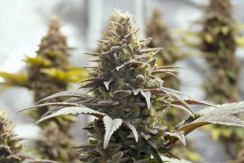 Purple Urkle - картинка 3