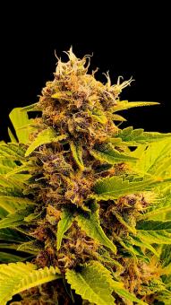 Black Muffin F1 Fast Version - картинка 3