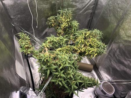 Arjan's Ultra Haze 2 (Mango Haze) - картинка 4