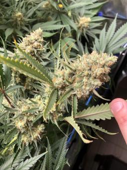 Galaxy - картинка 5