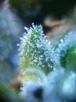 Calamity Jane Auto - картинка 3