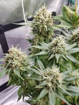 L.A. Amnesia - картинка 4