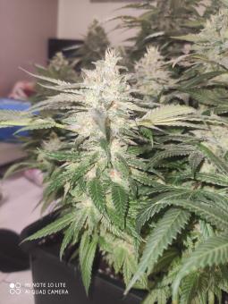 Sunset Paradise - картинка 1