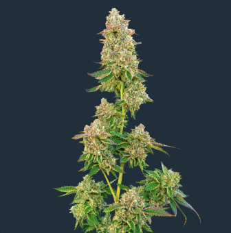 Boston Cream Pie - картинка 2