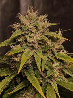 Super Lemon Haze Auto - картинка 1