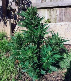 Auto Duck - картинка 1