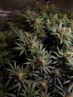 Hawaii Maui Waui Auto - картинка 2