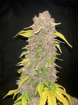 Purple Haze Auto - картинка 4